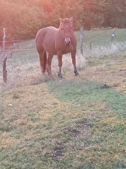 Mînză de 2 ani de vînzare