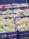 Vând struguri de vin productie 2025