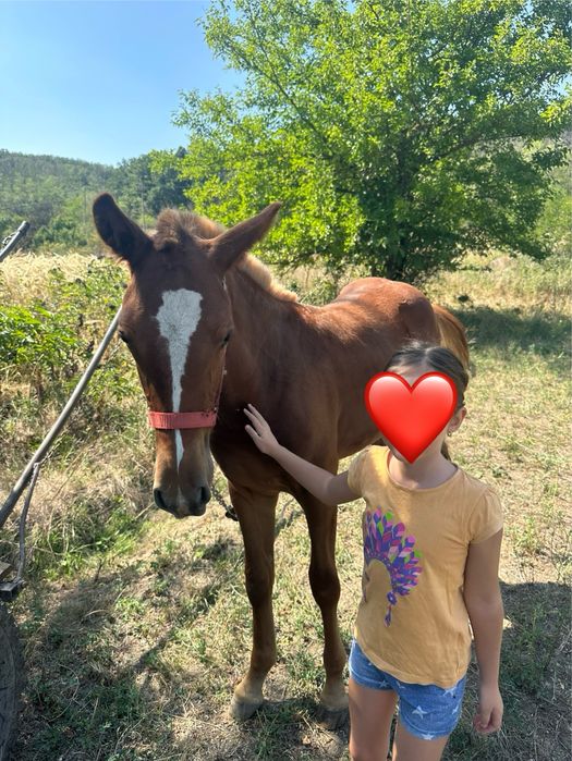 De vânzare manz(armasar) de 5 luni jumate