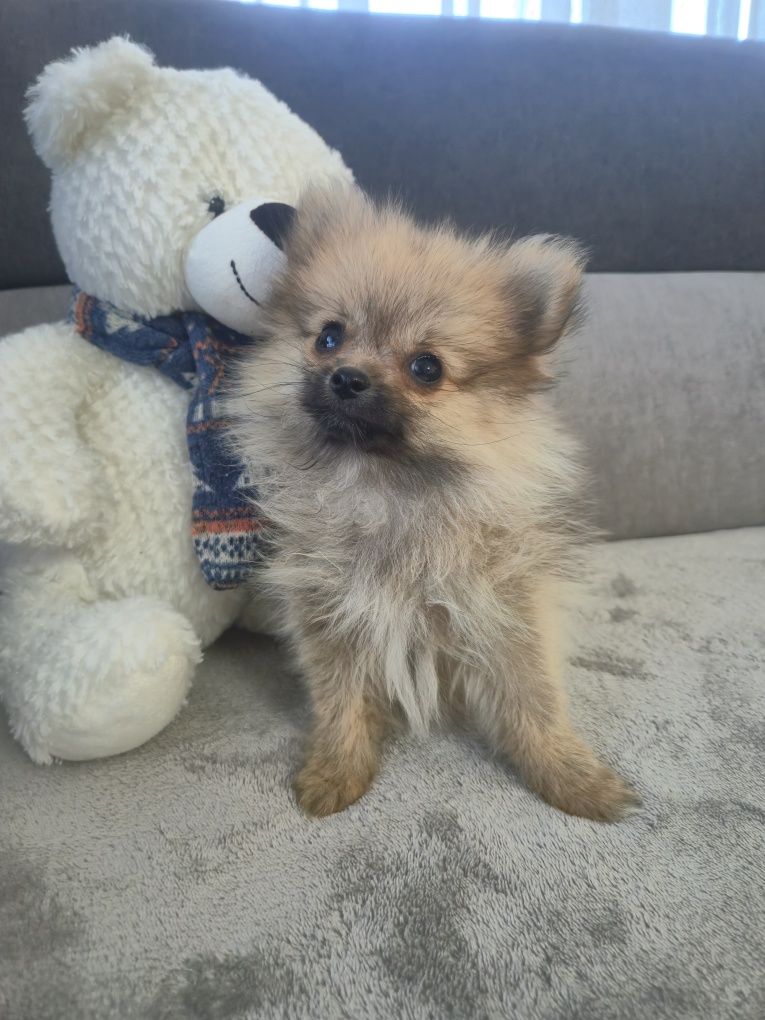 Vand Pomeranian Spitz