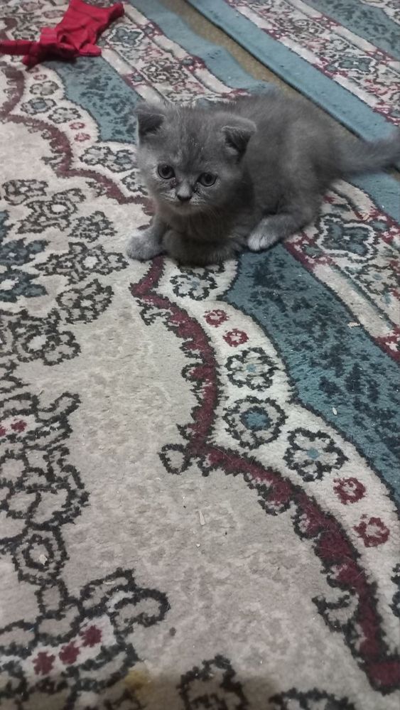 Котята скотишь фолд