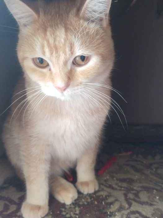 Mushuk sotiladi arzon narxlarda