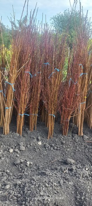 Pomi fructiferi și butasi vita de vie