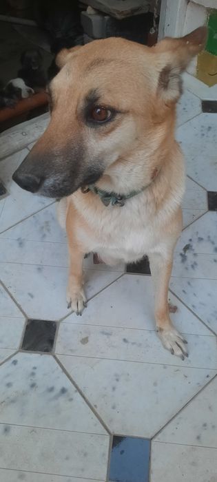 Продаются щенята