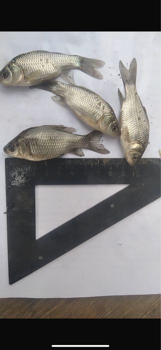 Продам живца в Затоболовке