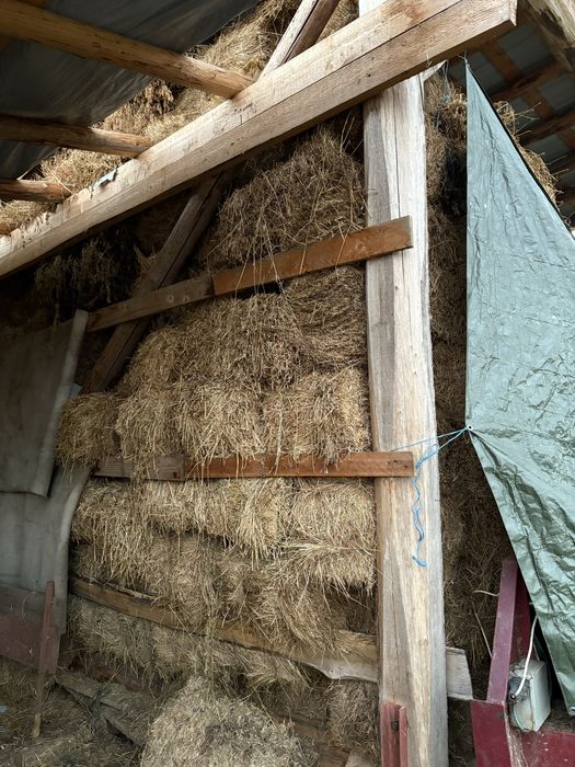 Baloti de lucerna din 2025