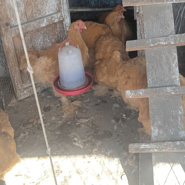 Cocoși Cochin galben