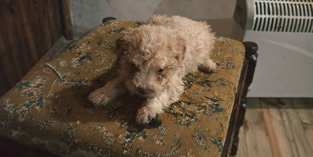 Кученца лагото романьоло