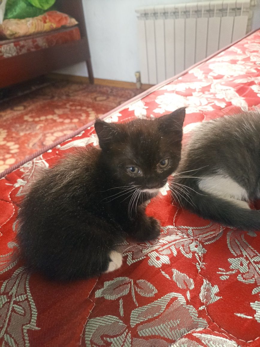 Котята Дарью карошы рук