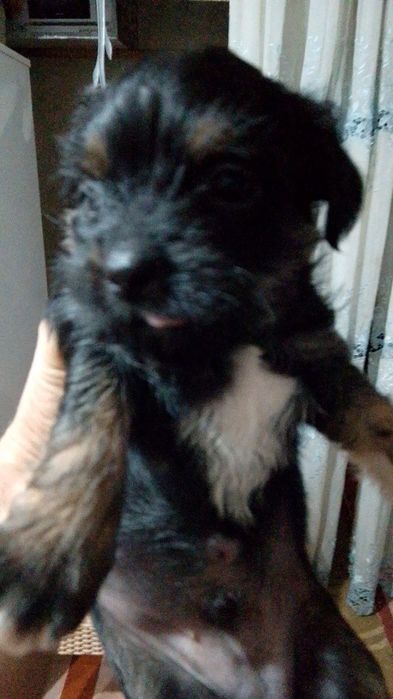 Продаются щеночки Йорка  маленькие