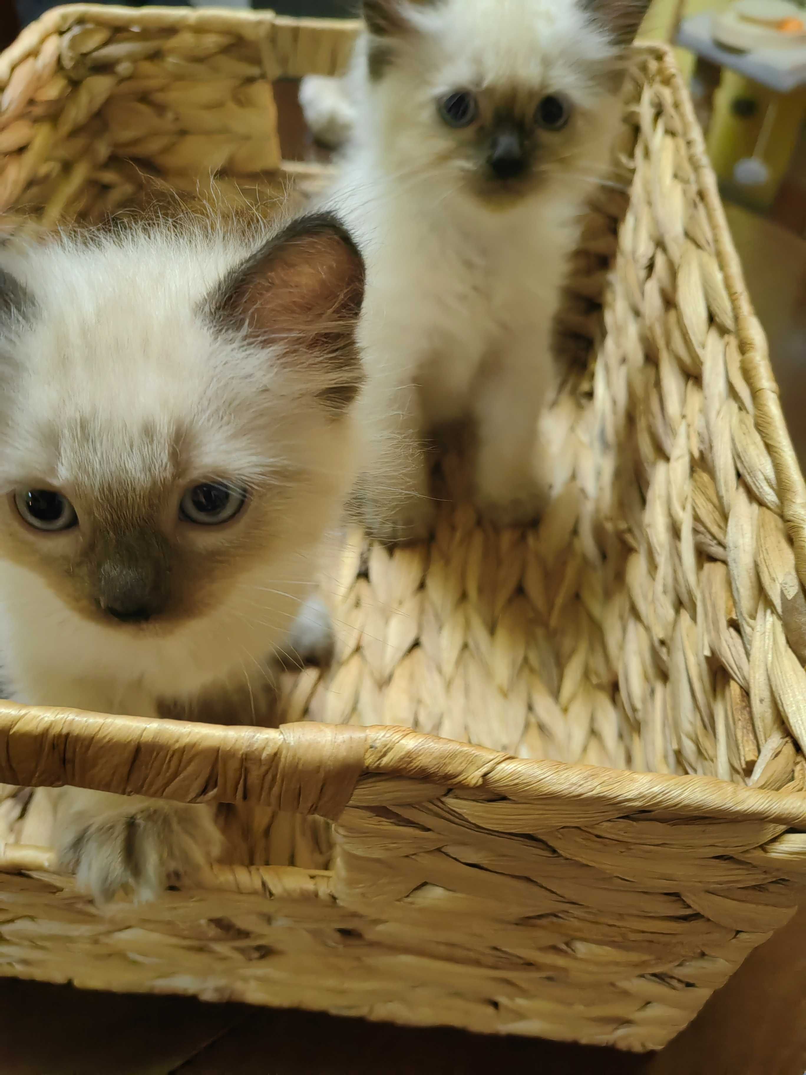 Чистокръвни котенца Ragdoll