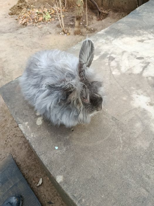 Продам котла и крольчиха парочки самка и самец  большие парода