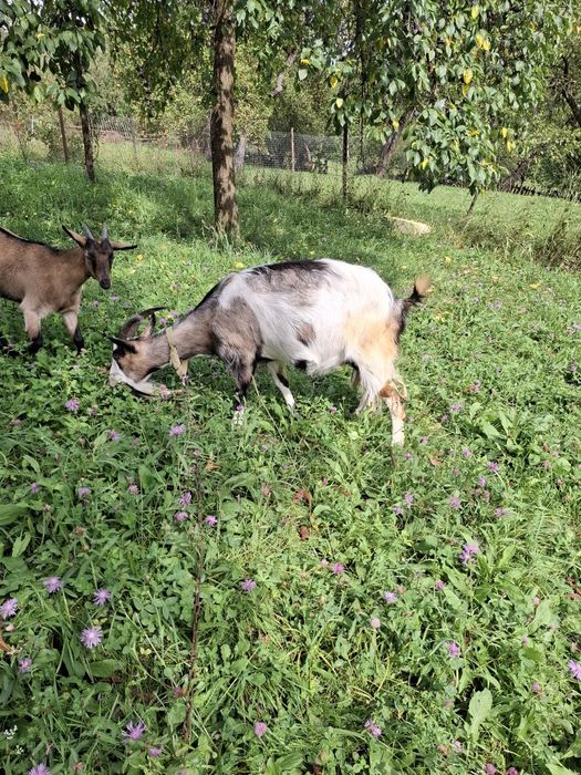 Capra si iada de vanzare