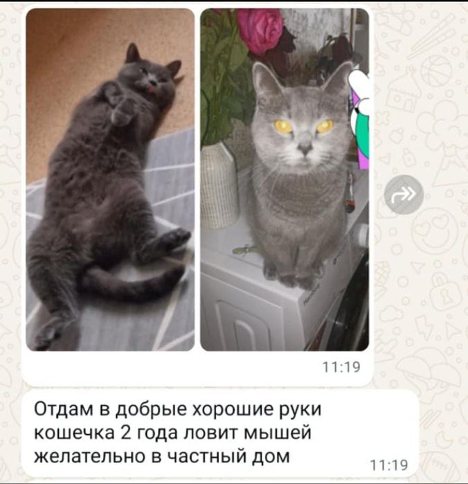 Отдам кошечку ловит мышей