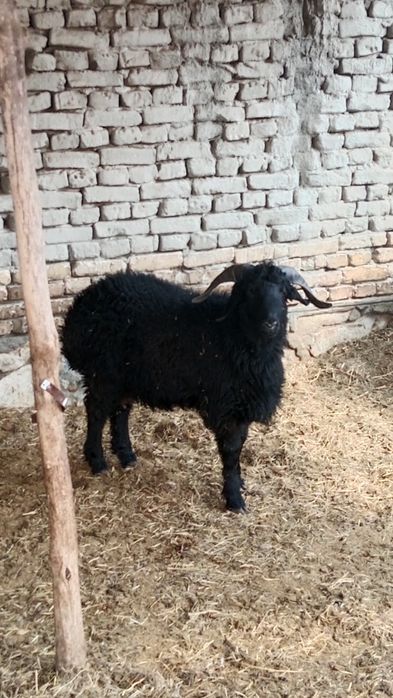 Yosh Qòylar sotiladi