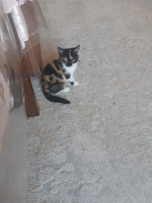 Кошка бесплатно .