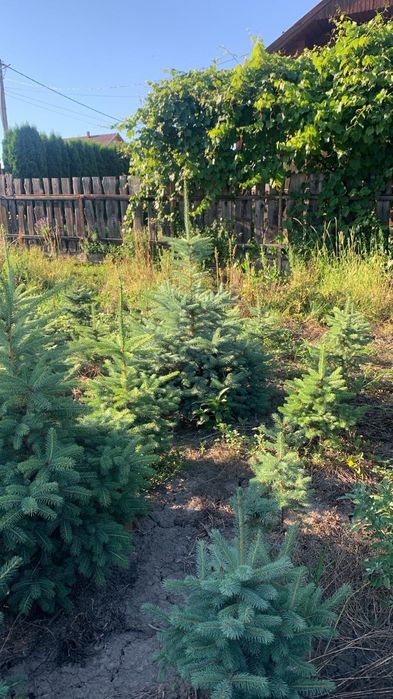 Brazi Argintii crescut in Romania