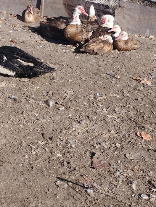 Продам  индоуток самцы 8000