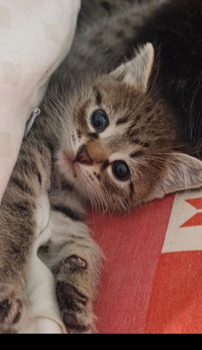 Отдадим котенка в хорошие руки