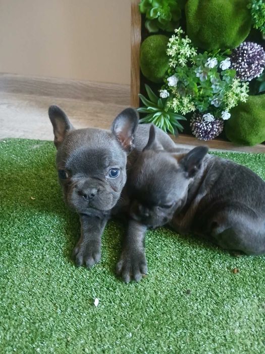 Френски Булдог.