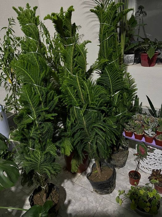 Продам Ёлка араукария