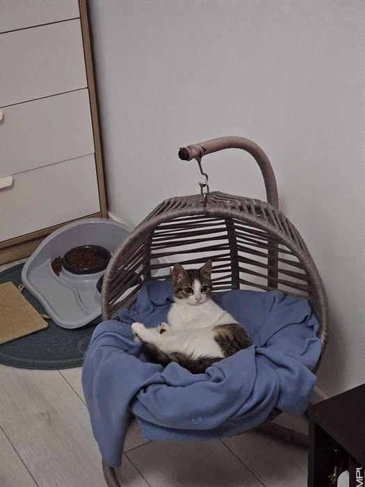 Pisicuta de aproape 4 luni pentru adoptie