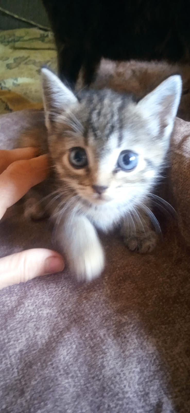 Котята бесплатно