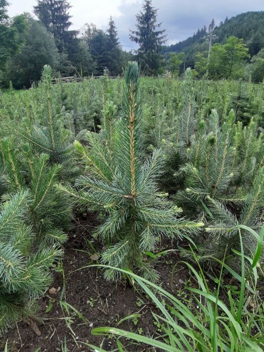 Puieti molid argintiu-Picea Pungens Majestic Blue