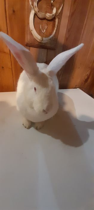 Vand iepuroaica haycol