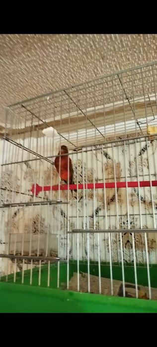 Канарейка сотилади 70 та факат Бир жойга