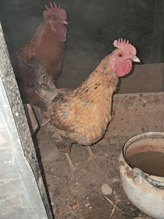 Тауық курица сатылады