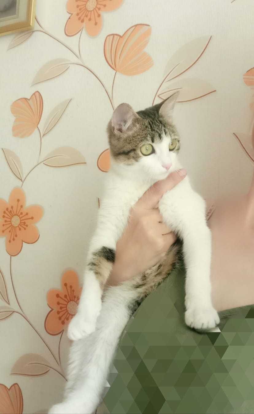Котик подросток ищет дом!