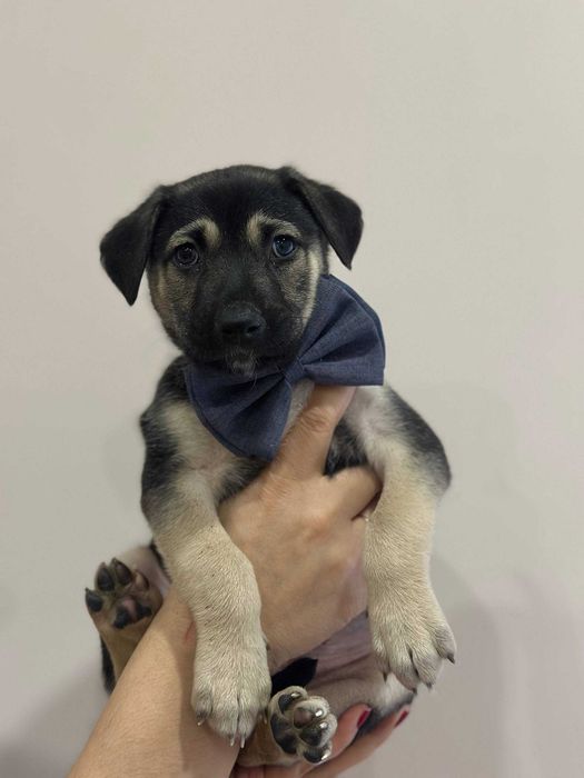 Отдам даром, щенок 2 месяца, активный, игривый, смышленый!