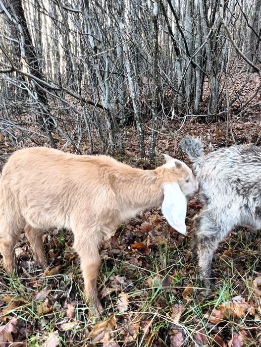 Vând țap de doi ani rasa nubian bun de prăsilă, sau schimb, vând iezi