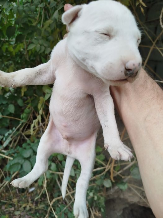 щенки породы бультерьер