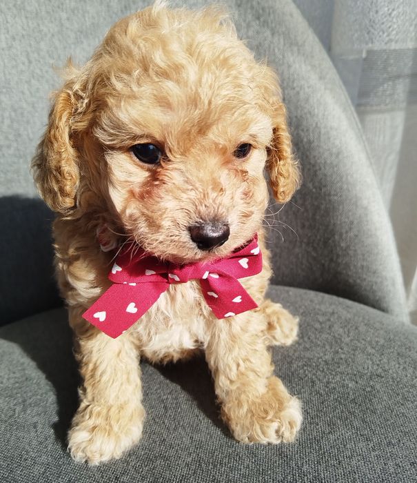 Mini/toy poodle Мини/той момченца