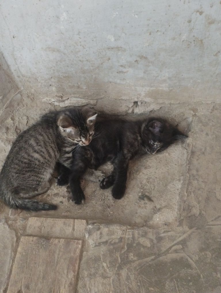 Mushukchalarni  hadiya qilaman