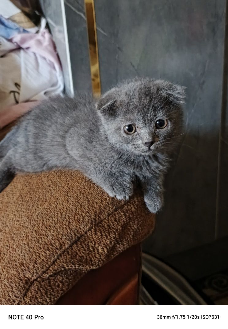 Фолд и Страйт котят