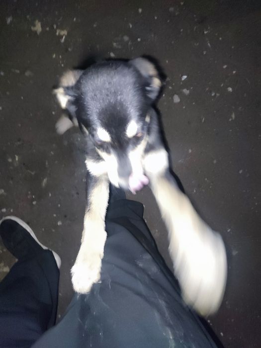 Одам щенков по 3 месяца