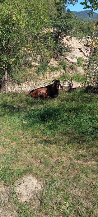 Vând turma  mica de capre