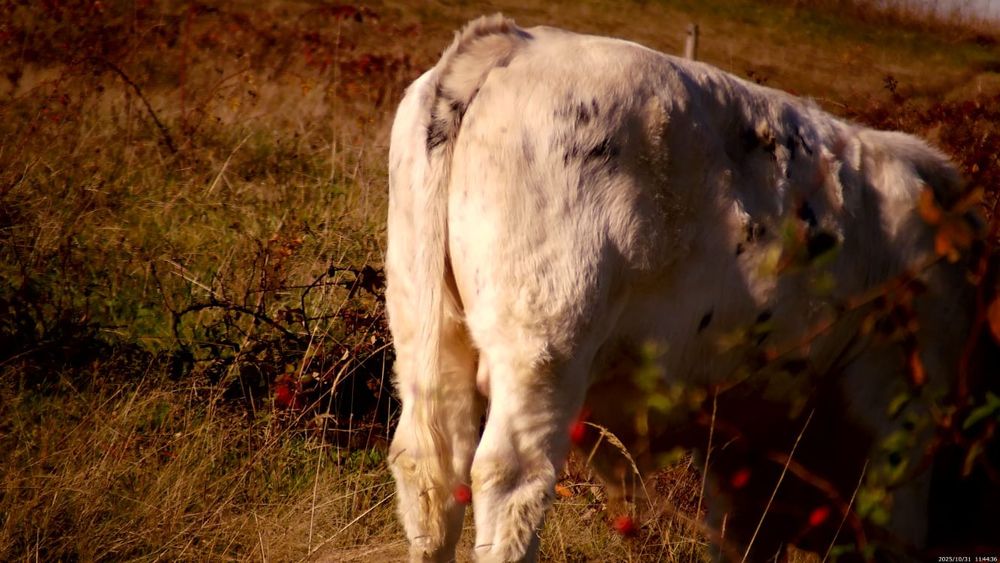 Vând viței belgieni crescuți în libertate