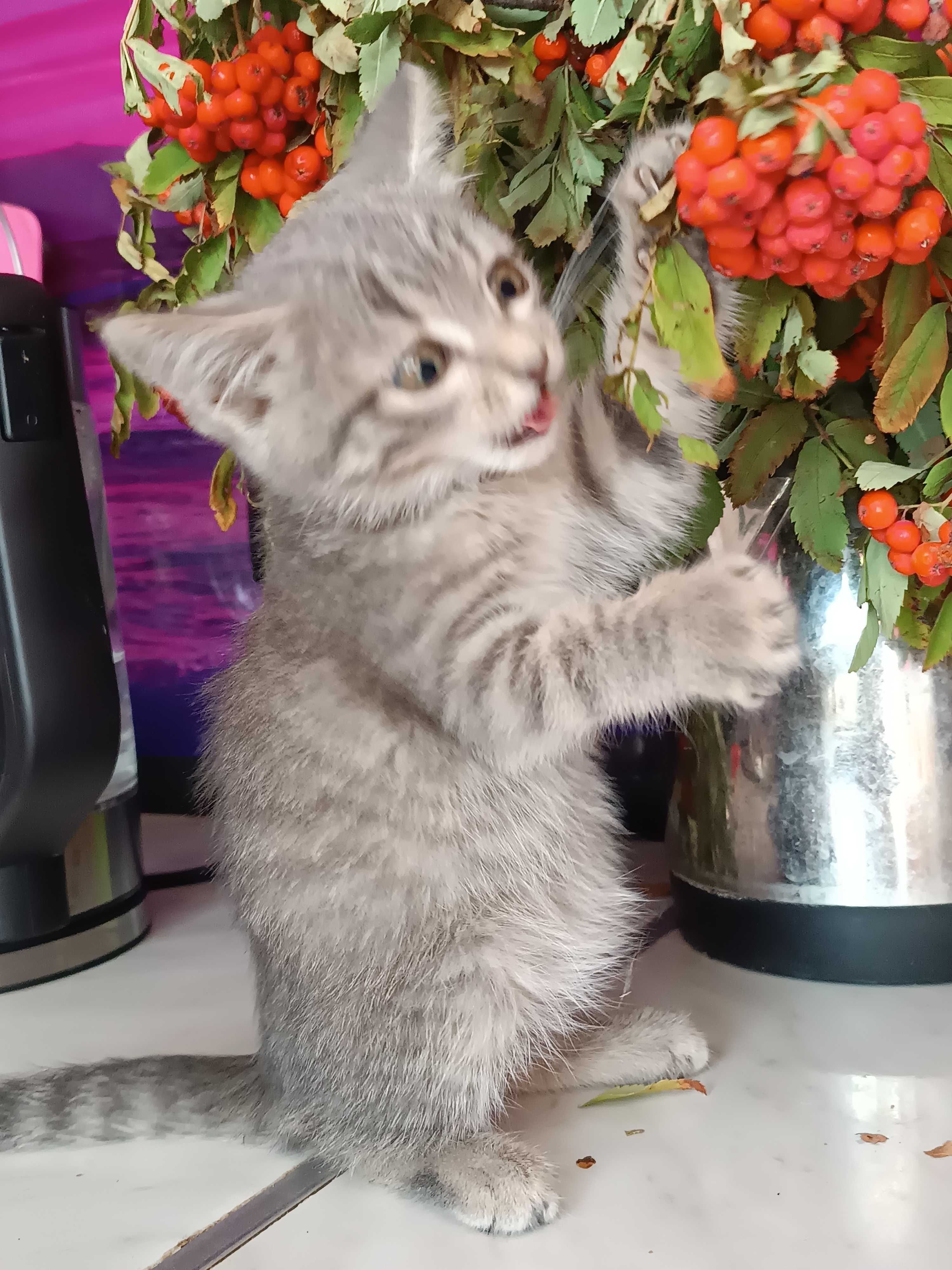 САНДРА  – имя, котенок 1,5 мес.