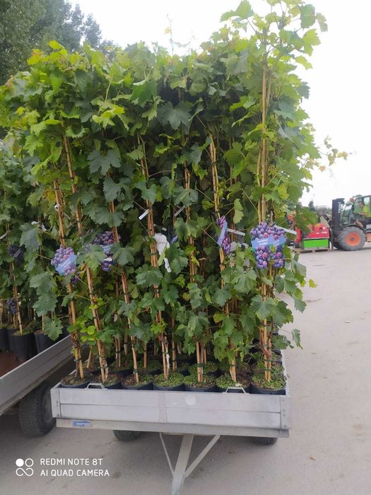 Vita de vie la ghiveci anul 3 pe rod de masa cu si fara samburi