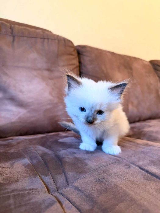 Регдол, рагдол, раг дол, рег дол