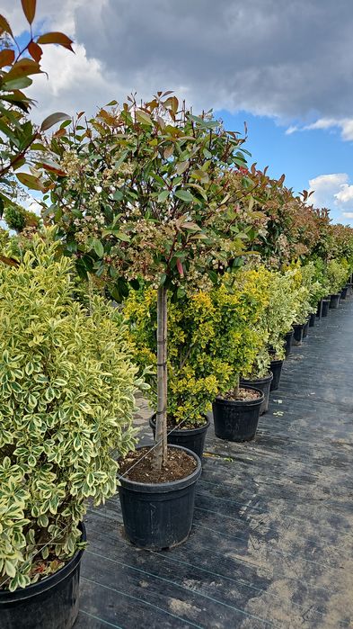 Magnolia grandiflora- photinia red robin- leylandi