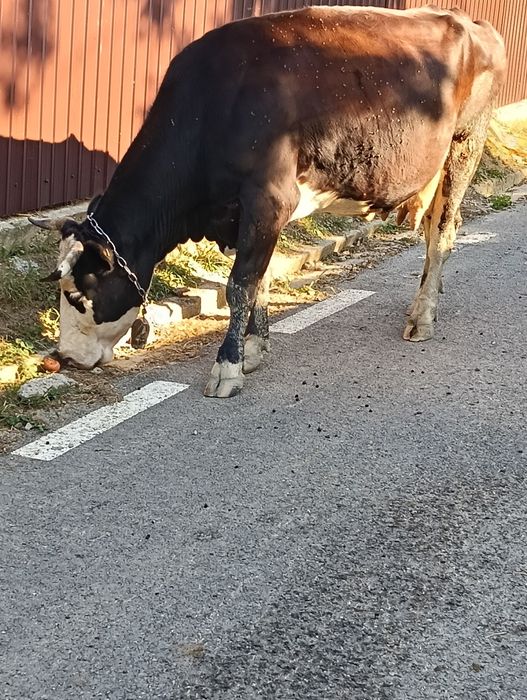 Vacă bună de vanzare