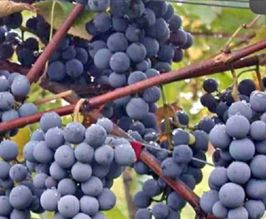 Struguri de vanzare, com. Turburea, sat Poiana