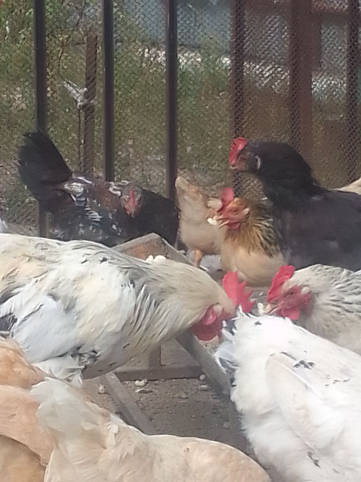 Продам домашних куры