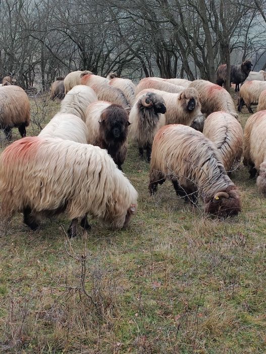 Oi bucalai disponibile