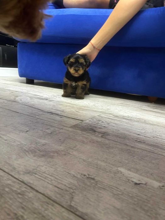 Йоркширски териер, мъжко